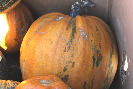 Kakai Pumpkin, Cucurbita pepo, medium sized 2-4 kg nearly round smooth pumpkins with yellow skin with few green patches and stripes, good for decoration, hull-less seeds roasted.の写真素材
