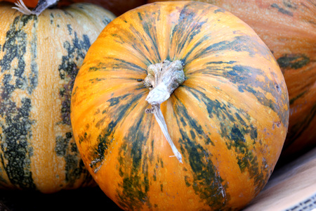 Kakai Pumpkin, Cucurbita pepo, medium sized 2-4 kg nearly round smooth pumpkins with yellow skin with few green patches and stripes, good for decoration, hull-less seeds roasted.の写真素材