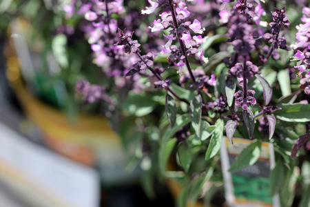 Thai Basil, Ocimum basilicum var. thyrsiflora, with dark green spear like leaves, purple stems and bracts and pink purple flowersの写真素材