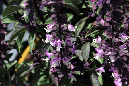 Thai Basil, Ocimum basilicum var. thyrsiflora, with dark green spear like leaves, purple stems and bracts and pink purple flowersの写真素材