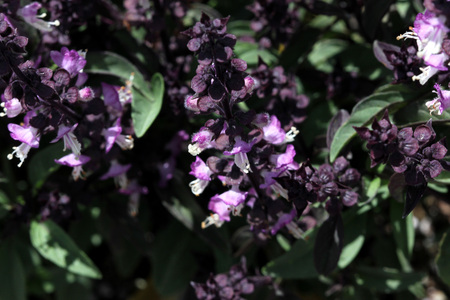 Thai Basil, Ocimum basilicum var. thyrsiflora, with dark green spear like leaves, purple stems and bracts and pink purple flowersの写真素材
