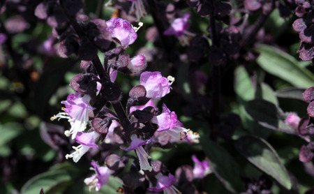 Thai Basil, Ocimum basilicum var. thyrsiflora, with dark green spear like leaves, purple stems and bracts and pink purple flowersの写真素材