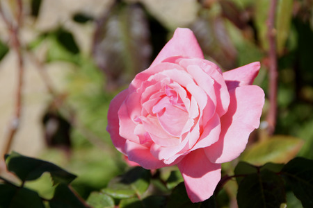 Rosa Queen Elizabeth, a Grandiflora rose, hardy shrub with large pink moderately fragrant double flowers in clusters,の写真素材