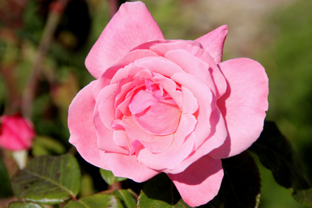 Rosa Queen Elizabeth, a Grandiflora rose, hardy shrub with large pink moderately fragrant double flowers in clusters,の写真素材