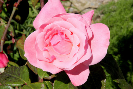 Rosa Queen Elizabeth, a Grandiflora rose, hardy shrub with large pink moderately fragrant double flowers in clusters,の写真素材