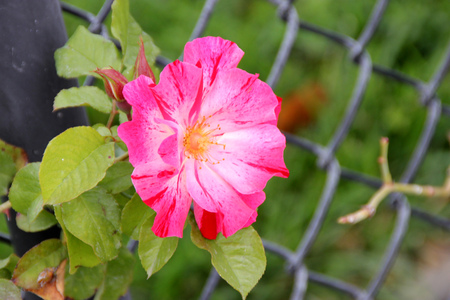 Rosa Wekroalt, Fourth of July, Large flowered climbing rose with deep green foliage and profuse clusters of sweetly scented red and white striped flowers.の写真素材
