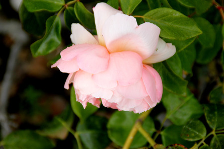 Rosa 'Heaven on Earth', Floribunda bush rose with glossy foliage and peach-apricot fragrant flowers in clusters, blooms in flushes.の写真素材