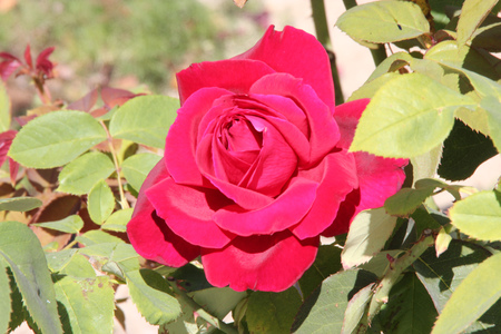 Rosa Papa Meilland, Hybrid tea rose, a thorny shrub with olive green leaves and dark red double highly fragrant flowers.の写真素材