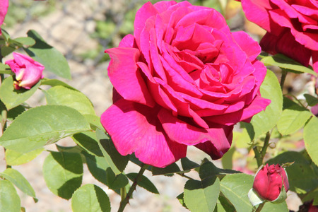 Rosa Papa Meilland, Hybrid tea rose, a thorny shrub with olive green leaves and dark red double highly fragrant flowers.の写真素材
