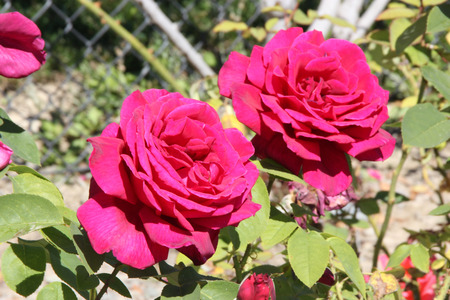 Rosa Papa Meilland, Hybrid tea rose, a thorny shrub with olive green leaves and dark red double highly fragrant flowers.の写真素材