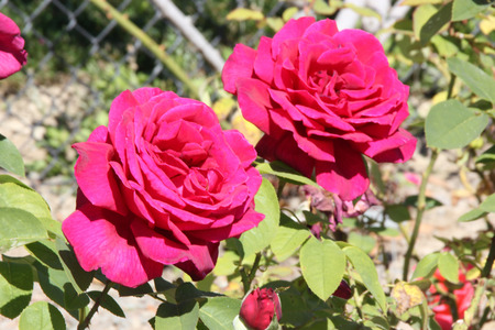 Rosa Papa Meilland, Hybrid tea rose, a thorny shrub with olive green leaves and dark red double highly fragrant flowers.の写真素材