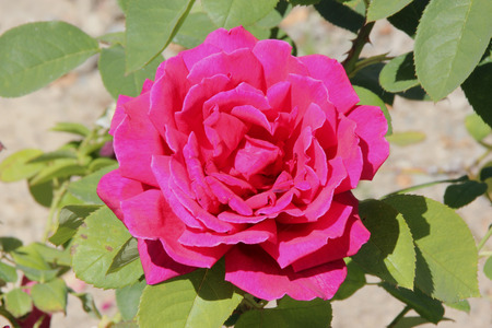 Rosa Papa Meilland, Hybrid tea rose, a thorny shrub with olive green leaves and dark red double highly fragrant flowers.の写真素材