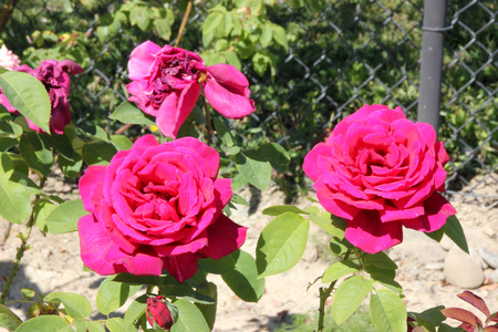 Rosa Papa Meilland, Hybrid tea rose, a thorny shrub with olive green leaves and dark red double highly fragrant flowers.の写真素材