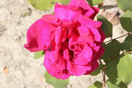 Rosa Papa Meilland, Hybrid tea rose, a thorny shrub with olive green leaves and dark red double highly fragrant flowers.の写真素材