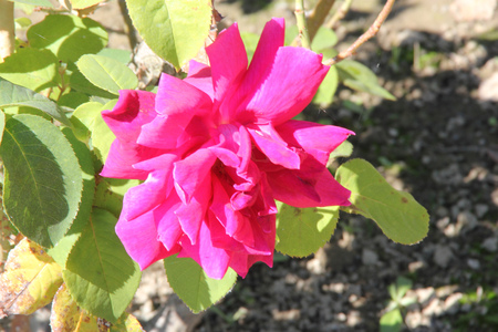 Rosa Papa Meilland, Hybrid tea rose, a thorny shrub with olive green leaves and dark red double highly fragrant flowers.の写真素材