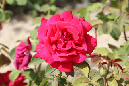 Rosa Papa Meilland, Hybrid tea rose, a thorny shrub with olive green leaves and dark red double highly fragrant flowers.の写真素材