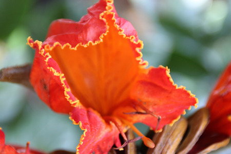 Spathodea campanulata, African tulip tree, Fountain tree, Nandi flame, ornamental tree with orange-red bell shaped flowers, flower buds ampule shaped and carry water.の写真素材