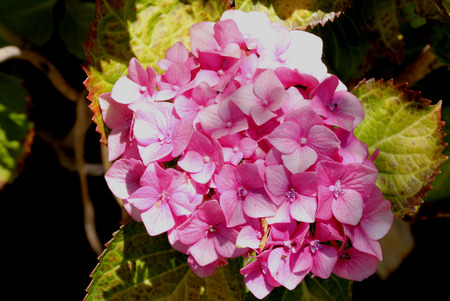Hydrangea macrophylla, Mophead , small shrub with large leaves and globose heads of flowers in various colorsの写真素材