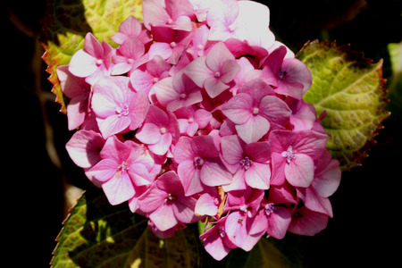 Hydrangea macrophylla, Mophead , small shrub with large leaves and globose heads of flowers in various colorsの写真素材