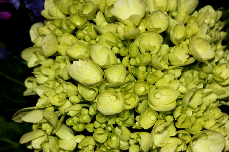 Hydrangea paniculata 'Little Lime', hardy shrub with blossoms of pale green flowers later turning pinkish in cool weatherの写真素材