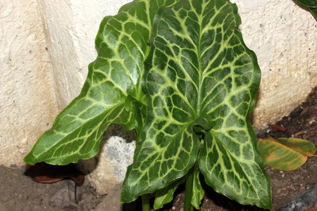 Arum italicum, Italian snakeshead, Italian Lords-and-ladies, tuberous perennial with arrow shaped spotted leaves and white spadix enclosed by a pale green spatheの写真素材