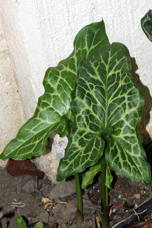 Arum italicum, Italian snakeshead, Italian Lords-and-ladies, tuberous perennial with arrow shaped spotted leaves and white spadix enclosed by a pale green spatheの写真素材