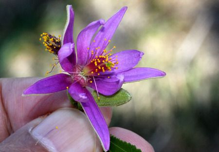 Grewia occidentalis, Crossberry, small deciduous tree with glossy leaves and purple star shaped flowers and four lobed reddish brown fruits.の写真素材