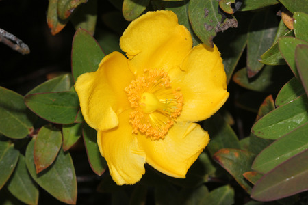 Hypericum calycinum, St. John's wort, Rose of Sharon, small shrub with oval to oblong green leaves and 5-7 cm across yellow 5-petalled rose like flowersの写真素材
