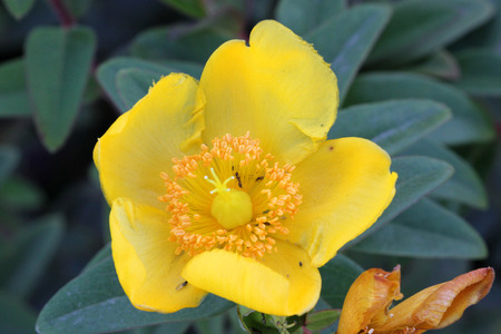 Hypericum calycinum, St. John's wort, Rose of Sharon, small shrub with oval to oblong green leaves and 5-7 cm across yellow 5-petalled rose like flowersの写真素材