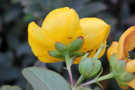 Hypericum calycinum, St. John's wort, Rose of Sharon, small shrub with oval to oblong green leaves and 5-7 cm across yellow 5-petalled rose like flowersの写真素材