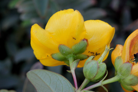 Hypericum calycinum, St. John's wort, Rose of Sharon, small shrub with oval to oblong green leaves and 5-7 cm across yellow 5-petalled rose like flowersの写真素材