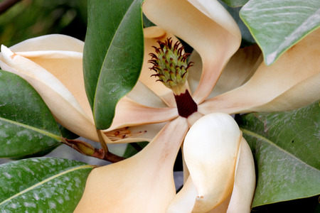 Magnolia grandiflora, Southern Magnolia, Bull Bay, beautiful evergreen tree thick large green leaves, brownish beneath and large white fragrant flowers up to 30 cm in diameterの写真素材