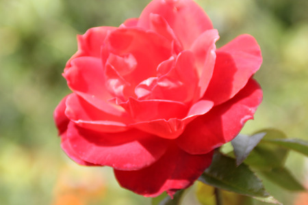 Rosa Wekpaltlez Hot Cocoa, Floribunda shrub rose with glossy foliage and double fragrant smoky chocolate orange flower coloration overlaid with a wash of lavender, in clusters.の写真素材