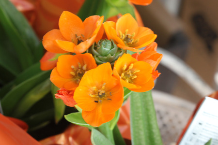 Ornithogalum dubium, Orange Star, Sun Star, bulbous perennial with 3-8 yellowish green leaves and orange flowers in a spherical raceme carried on a long scape.の写真素材