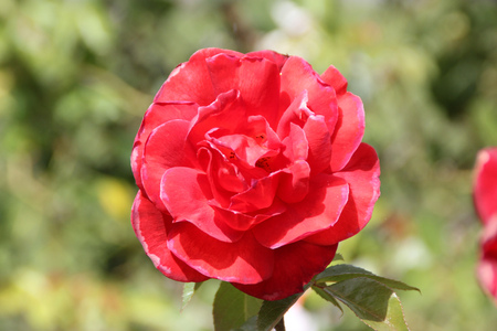 Rosa Wekpaltlez Hot Cocoa, Floribunda shrub rose with glossy foliage and double fragrant smoky chocolate orange flower coloration overlaid with a wash of lavender, in clusters.の写真素材