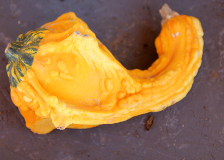 Ornamental gourd, Autumn Wings, Cucurbita pepo, small gourd with broad winged base and curved neck, green base, orange above, used for Halloween decorations.の写真素材