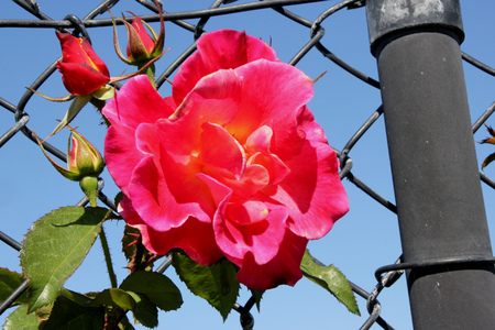 Rosa Jacobs Robe, climbing rose large flowers in blend yellow blushing with pink, gold and red, similar to Joseph's Coat but with larger flowers.の写真素材