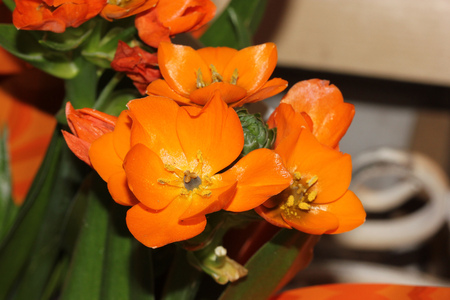 Ornithogalum dubium, Orange Star, Sun Star, bulbous perennial with 3-8 yellowish green leaves and orange flowers in a spherical raceme carried on a long scape.の写真素材