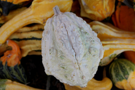 Warty pear gourd, Cucurbita pepo, dull white ornamental gourd with ridges and warts and green patches, used for Halloween decorations.の写真素材