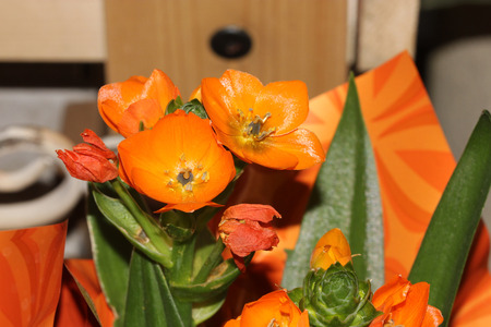 Ornithogalum dubium, Orange Star, Sun Star, bulbous perennial with 3-8 yellowish green leaves and orange flowers in a spherical raceme carried on a long scape.の写真素材