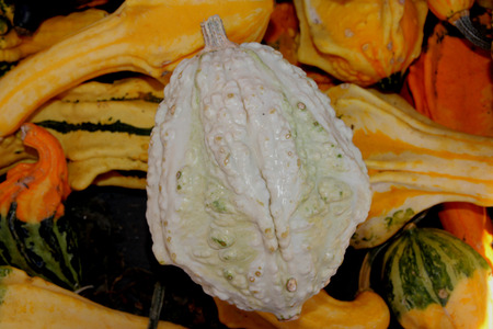 Warty pear gourd, Cucurbita pepo, dull white ornamental gourd with ridges and warts and green patches, used for Halloween decorations.の写真素材