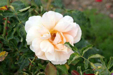 Rosa Just Joey, Large flowered hybrid Tea Rose with glossy leaves and double coppery pink flowers, solitary or in small clusters.の写真素材