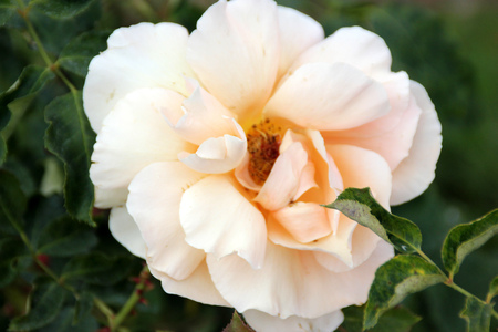 Rosa Just Joey, Large flowered hybrid Tea Rose with glossy leaves and double coppery pink flowers, solitary or in small clusters.の写真素材