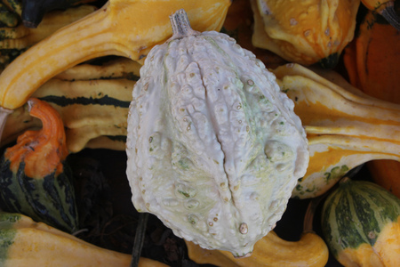 Warty pear gourd, Cucurbita pepo, dull white ornamental gourd with ridges and warts and green patches, used for Halloween decorations.の写真素材