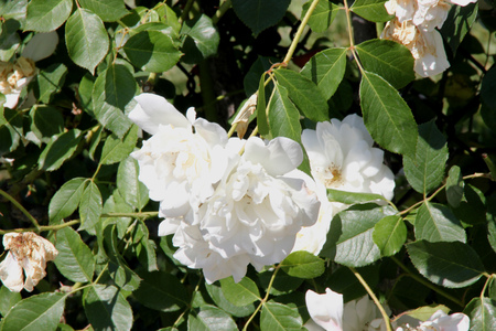Rosa Lace Cascade, climbing rose with dark green glossy leaves and white semidouble flowers about 7 cm across in broad clusters.の写真素材