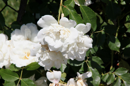 Rosa Lace Cascade, climbing rose with dark green glossy leaves and white semidouble flowers about 7 cm across in broad clusters.の写真素材