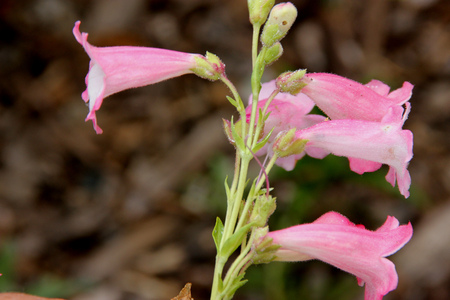 Penstemon Apple Blossom, clump forming perennial herb with linear leaves and bell shaped pale pink flowers about 3 cm long, with white throat, in racemes or panicles.の写真素材