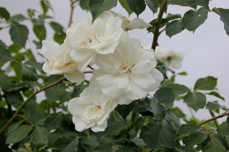 Rosa Lace Cascade, climbing rose with dark green glossy leaves and white semidouble flowers about 7 cm across in broad clusters.の写真素材