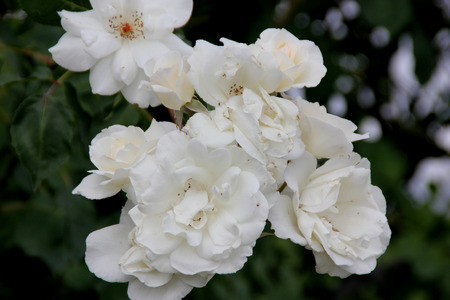Rosa Lace Cascade, climbing rose with dark green glossy leaves and white semidouble flowers about 7 cm across in broad clusters.の写真素材