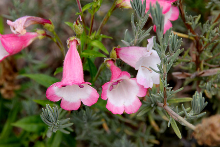 Penstemon Apple Blossom, clump forming perennial herb with linear leaves and bell shaped pale pink flowers about 3 cm long, with white throat, in racemes or panicles.の写真素材